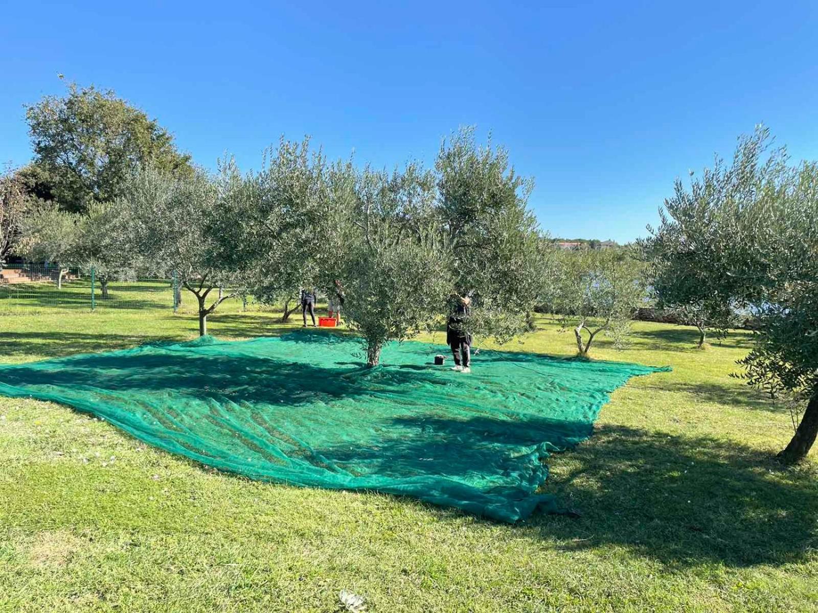 Beach House Ive With Jacuzzi, Pool, Playground And Bbq In An Olive Grove With A Beach, Pomer - Istria Esterno foto